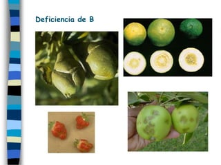 Deficiencia de B
 