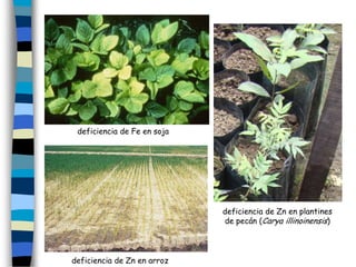 deficiencia de Fe en soja




                             deficiencia de Zn en plantines
                             de pecán (Carya illinoinensis)




deficiencia de Zn en arroz
 