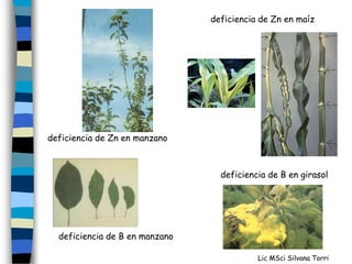 deficiencia de Zn en maíz




deficiencia de Zn en manzano



                                  deficiencia de B en girasol




  deficiencia de B en manzano

                                           Lic MSci Silvana Torri
 