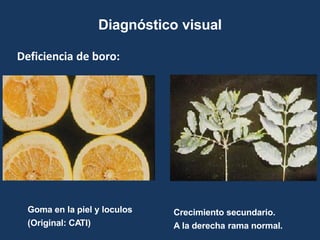 Diagnóstico visual
Deficiencia de boro:
Goma en la piel y loculos
(Original: CATI)
Crecimiento secundario.
A la derecha ra...