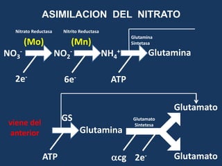 ASIMILACION DEL NITRATO
ATP
Glutamina
Glutamato
Glutamato
cg 2e-
GS Glutamato
Sintetesa
Nitrato Reductasa
(Mo)
2e-
NO3
- ...
