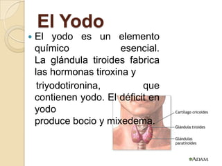 El Yodo
   El yodo es un elemento
    químico             esencial.
    La glándula tiroides fabrica
    las hormonas tiroxina y
     triyodotironina,        que
    contienen yodo. El déficit en
    yodo
    produce bocio y mixedema.
 