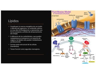 Lípidos
• Cons%tuyen la reserva energé%ca de uso tardío
o diferido del organismo. Su contenido calórico
es muy alto (10 Kcal/gramo), y representan una
forma compacta y anhidra de almacenamiento
de energía.
• A diferencia de los carbohidratos, que pueden
metabolizarse en presencia o en ausencia de
oxígeno, los lípidos sólo pueden metabolizarse
aeróbicamente.
• Forman parte estructural de las células
(membrana).
• Tienen función como segundos mensajeros.
 