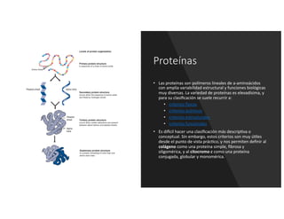 Proteínas
• Las proteínas son polímeros lineales de a-aminoácidos
con amplia variabilidad estructural y funciones biológicas
muy diversas. La variedad de proteínas es elevadísima, y
para su clasiﬁcación se suele recurrir a:
• criterios >sicos
• criterios químicos
• criterios estructurales
• criterios funcionales
• Es di>cil hacer una clasiﬁcación más descripBva o
conceptual. Sin embargo, estos criterios son muy úBles
desde el punto de vista prácBco, y nos permiten deﬁnir al
colágeno como una proteína simple, ﬁbrosa y
oligomérica, y al citocromo c como una proteína
conjugada, globular y monomérica.
 