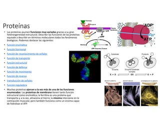 Proteínas
• Las proteínas asumen funciones muy variadas gracias a su gran
hetereogeneidad estructural. Describir las funciones de las proteínas
equivale a describir en términos moleculares todos los fenómenos
biológicos. Podemos destacar las siguientes:
• función enzimáBca
• función hormonal
• función de reconocimiento de señales
• función de transporte
• función estructural
• función de defensa
• función de movimiento
• función de reserva
• transducción de señales
• función reguladora
• Muchas proteínas ejercen a la vez más de una de las funciones
enumeradas: Las proteínas de membrana Benen tanto función
estructural como enzimáBca; la ferriBna es una proteína que
transporta y, a la vez, almacena el hierro; la miosina interviene en la
contracción muscular, pero también funciona como un enzima capaz
de hidrolizar el ATP.
 