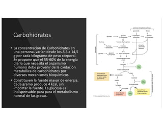 Carbohidratos
• La concentración de Carbohidratos en
una persona, varían desde los 8,3 a 14,5
g por cada kilogramo de peso corporal.
Se propone que el 55-60% de la energía
diaria que necesita el organismo
humano debe provenir de la oxidación
metabólica de carbohidratos por
diversos mecanismos bioquímicos.
• Cons*tuyen la fuente mayor de energía.
Cada gramo produce 4 kcal, sin
importar la fuente. La glucosa es
indispensable para para el metabolismo
normal de las grasas.
 