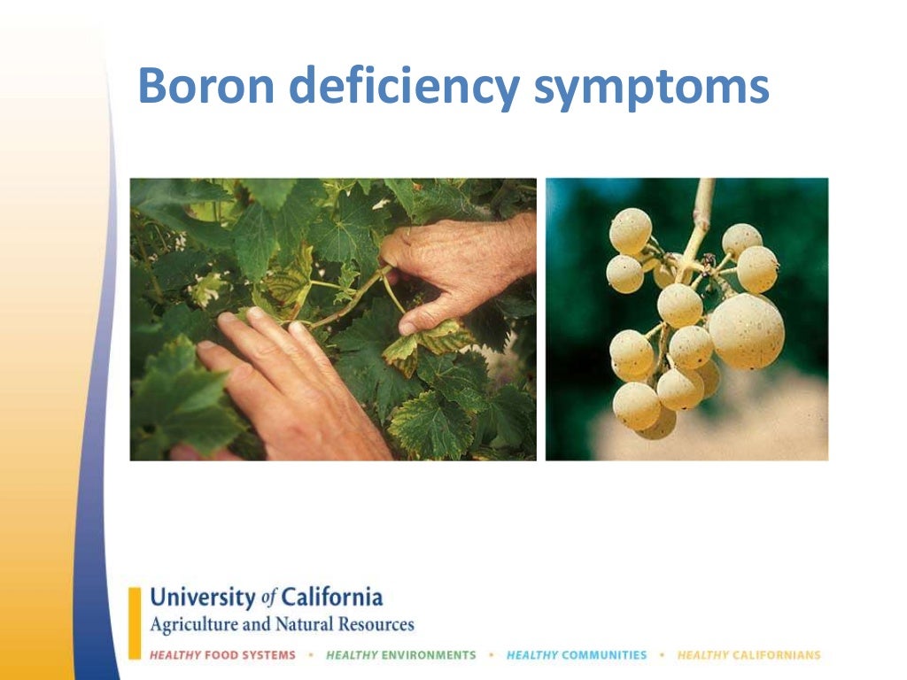 Grapevine micronutrient use & deficiency symptoms in the SJV of Calif…