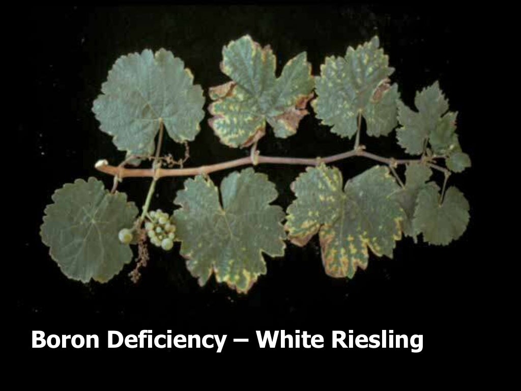 Grapevine micronutrient use & deficiency symptoms in the SJV of Calif…