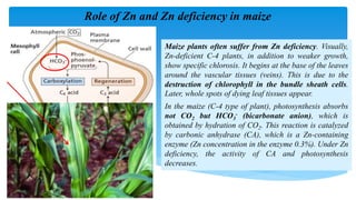 Micronutrients and foliar fertilization.pptx
