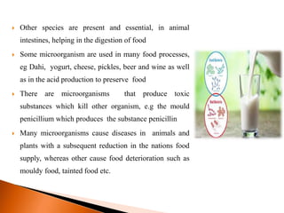  Other species are present and essential, in animal
intestines, helping in the digestion of food
 Some microorganism are used in many food processes,
eg Dahi, yogurt, cheese, pickles, beer and wine as well
as in the acid production to preserve food
 There are microorganisms that produce toxic
substances which kill other organism, e.g the mould
penicillium which produces the substance penicillin
 Many microorganisms cause diseases in animals and
plants with a subsequent reduction in the nations food
supply, whereas other cause food deterioration such as
mouldy food, tainted food etc.
 