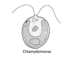 Chlamydomonas
 