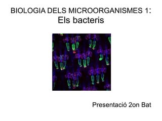 BIOLOGIA DELS MICROORGANISMES 1:
Els bacteris
Presentació 2on Bat
 