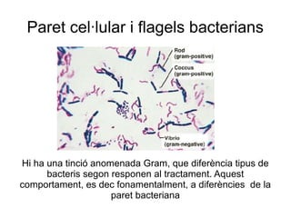 Paret cel·lular i flagels bacterians
Hi ha una tinció anomenada Gram, que diferència tipus de
bacteris segon responen al tractament. Aquest
comportament, es dec fonamentalment, a diferències de la
paret bacteriana
 
