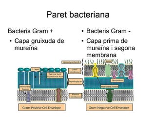 Paret bacteriana
Bacteris Gram +
● Capa gruixuda de
mureïna
● Bacteris Gram -
● Capa prima de
mureïna i segona
membrana
 