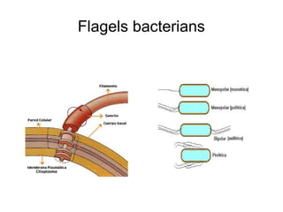 Flagels bacterians
 