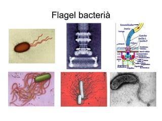 Flagel bacterià
 