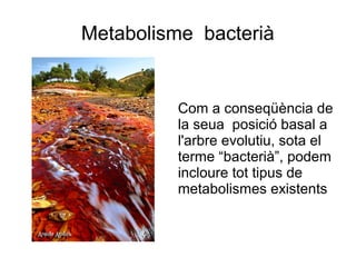 Metabolisme bacterià
Com a conseqüència de
la seua posició basal a
l'arbre evolutiu, sota el
terme “bacterià”, podem
incloure tot tipus de
metabolismes existents
 