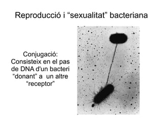 Reproducció i “sexualitat” bacteriana
Conjugació:
Consisteix en el pas
de DNA d'un bacteri
“donant” a un altre
“receptor”
 