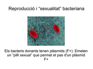 Reproducció i “sexualitat” bacteriana
Els bacteris donants tenen plàsmids (F+). Emeten
un “pilli sexual” que permet el pas d'un plàsmid
F+
 