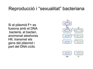 Reproducció i “sexualitat” bacteriana
Si el plàsmid F+ es
fusiona amb el DNA
bacterià, el bacteri,
anomenat aleshores
Hfr, transmet els
gens del plàsmid i
part del DNA cíclic
 