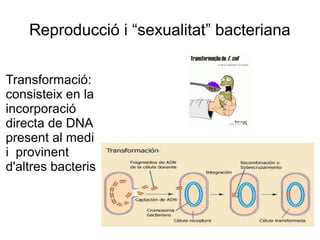 Reproducció i “sexualitat” bacteriana
Transformació:
consisteix en la
incorporació
directa de DNA
present al medi
i provinent
d'altres bacteris
 
