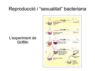Reproducció i “sexualitat” bacteriana
L'experiment de
Griffith
 