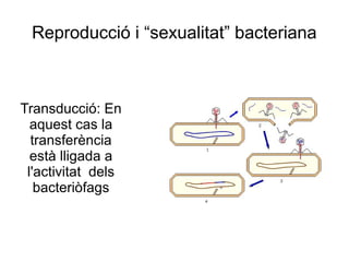 Reproducció i “sexualitat” bacteriana
Transducció: En
aquest cas la
transferència
està lligada a
l'activitat dels
bacteriòfags
 