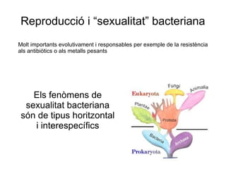 Reproducció i “sexualitat” bacteriana
Els fenòmens de
sexualitat bacteriana
són de tipus horitzontal
i interespecífics
Molt importants evolutivament i responsables per exemple de la resistència
als antibiòtics o als metalls pesants
 