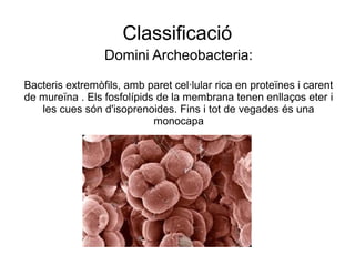 Classificació
Domini Archeobacteria:
Bacteris extremòfils, amb paret cel·lular rica en proteïnes i carent
de mureïna . Els fosfolípids de la membrana tenen enllaços eter i
les cues són d'isoprenoides. Fins i tot de vegades és una
monocapa
 