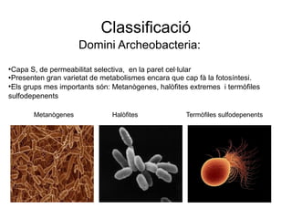 Classificació
Domini Archeobacteria:
●
Capa S, de permeabilitat selectiva, en la paret cel·lular
●Presenten gran varietat de metabolismes encara que cap fà la fotosíntesi.
●
Els grups mes importants són: Metanògenes, halòfites extremes i termòfiles
sulfodepenents
Metanògenes Halòfites extremes Termòfiles sulfodepenents
 