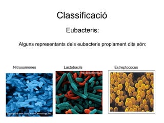 Classificació
Eubacteris:
Alguns representants dels eubacteris propiament dits són:
Nitrosomones Lactobacils Estreptococus
 