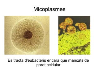 Micoplasmes
Es tracta d'eubacteris encara que mancats de
paret cel·lular
 
