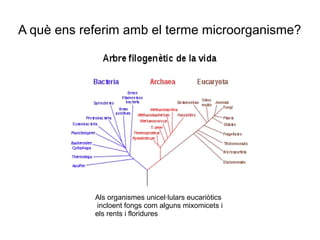 A què ens referim amb el terme microorganisme?
Als organismes unicel·lulars eucariòtics
incloent fongs com alguns mixomicets i
els rents i floridures
 