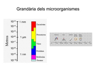 Grandària dels microorganismes
 