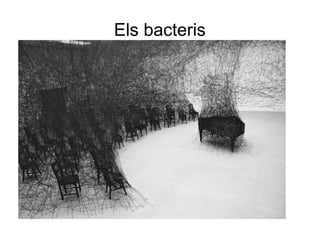 Els bacteris
 
