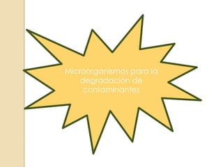 Microorganismos para la
degradación de
contaminantes
 