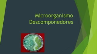 Microorganismo
Descomponedores
 