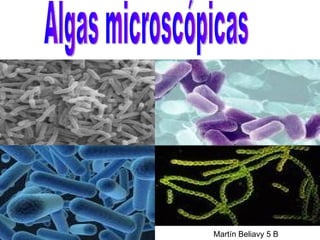 Algas microscópicas Martín Beliavy 5 B 