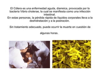 El Cólera es una enfermedad aguda, diarreica, provocada por la bacteria Vibrio cholerae, la cual se manifiesta como una infección intestinal.  En estas personas, la pérdida rápida de líquidos corporales lleva a la deshidratación y a la postración.  Sin tratamiento adecuado, puede ocurrir la muerte en cuestión de algunas horas.   