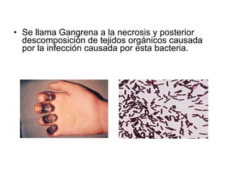 Se llama Gangrena a la necrosis y posterior descomposición de tejidos orgánicos causada por la infección causada por esta bacteria. 