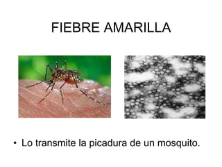 FIEBRE AMARILLA Lo transmite la picadura de un mosquito. 