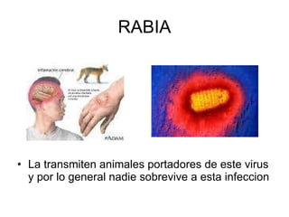 RABIA La transmiten animales portadores de este virus y por lo general nadie sobrevive a esta infeccion 