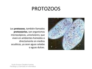 PROTOZOOS Los  protozoos , también llamados  protozoarios , son organismos microscópicos, unicelulares; que viven en ambientes húmedos o directamente en medios acuáticos, ya sean aguas saladas o aguas dulces. Guido Enrique Ceballos Huertas  Psicólogo y Licenciado en informática  