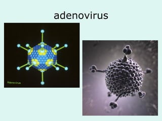 adenovirus