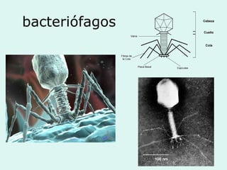 bacteriófagos