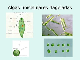 Algas unicelulares flageladas