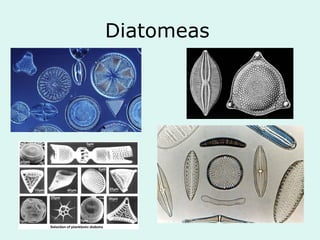Diatomeas