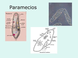 Paramecios