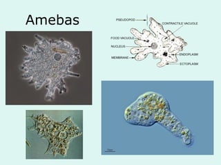 Amebas