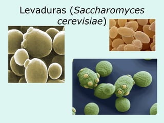 Levaduras (Saccharomyces
cerevisiae)